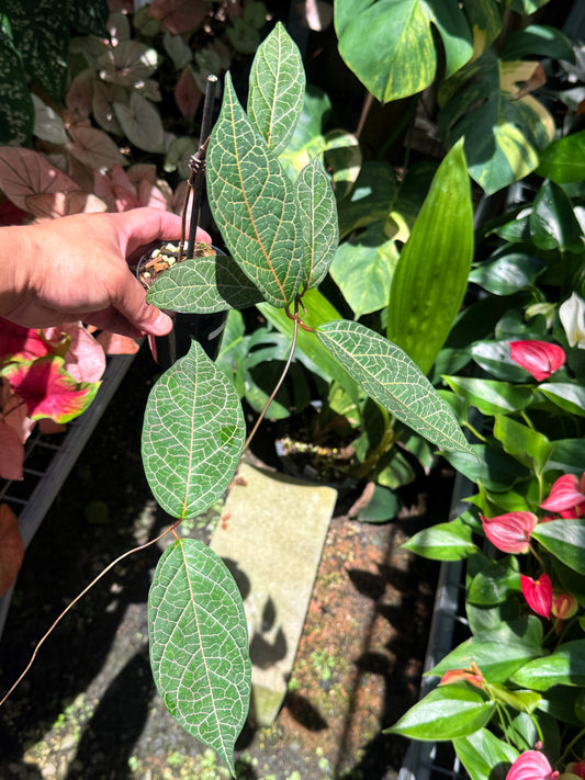 Prestonia Quinquangularis 'Dogbane' N31
