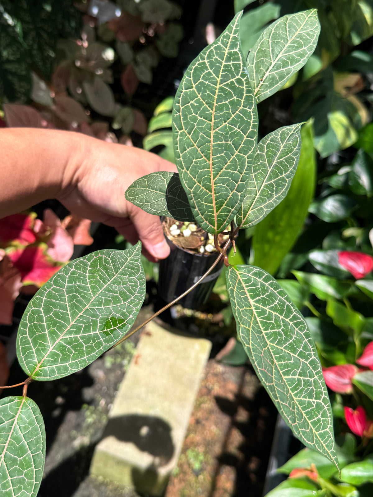 Prestonia Quinquangularis 'Dogbane' N31