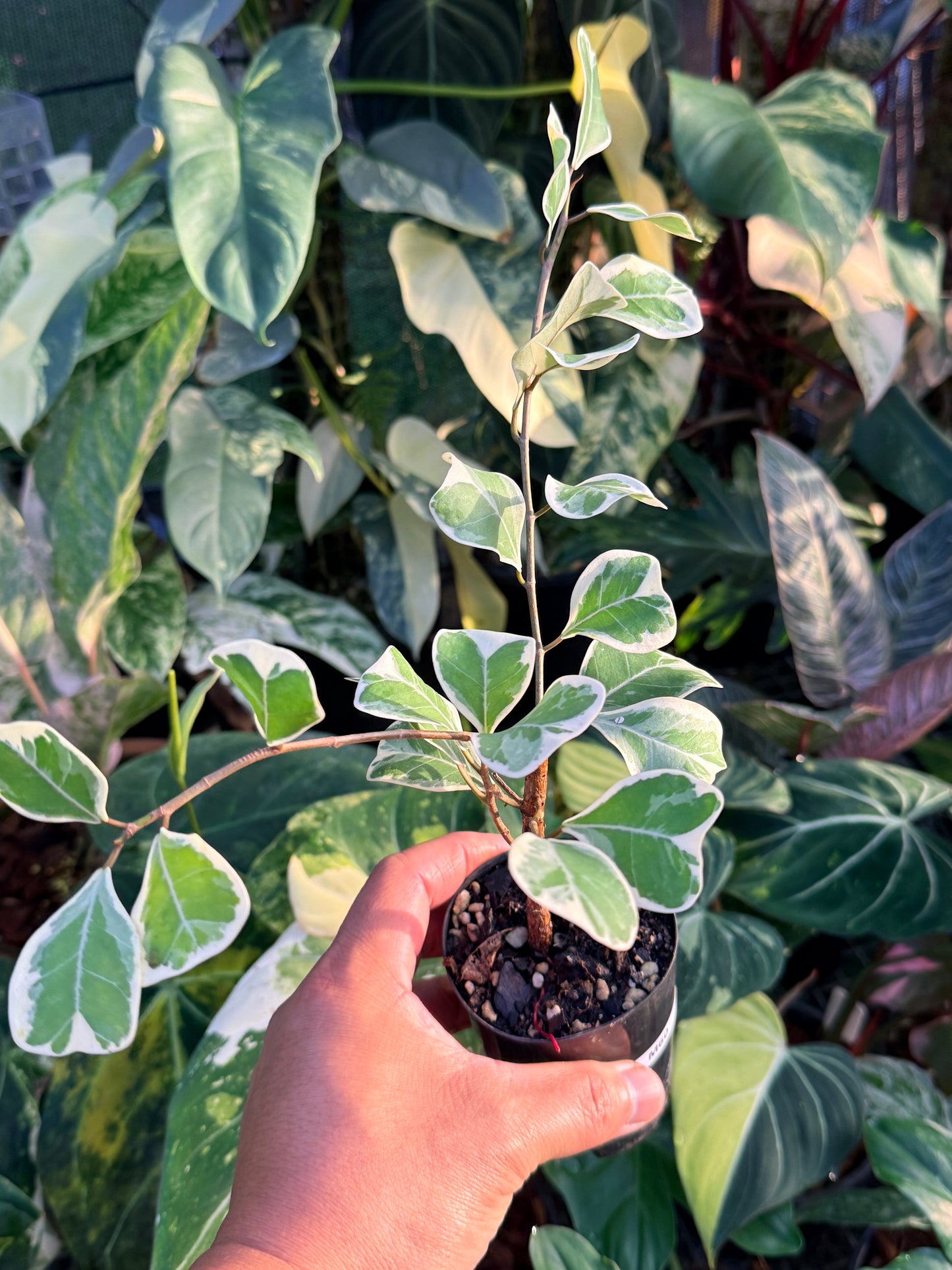 Ficus Triangularis Variegata 'Sweetheart Fig' M60