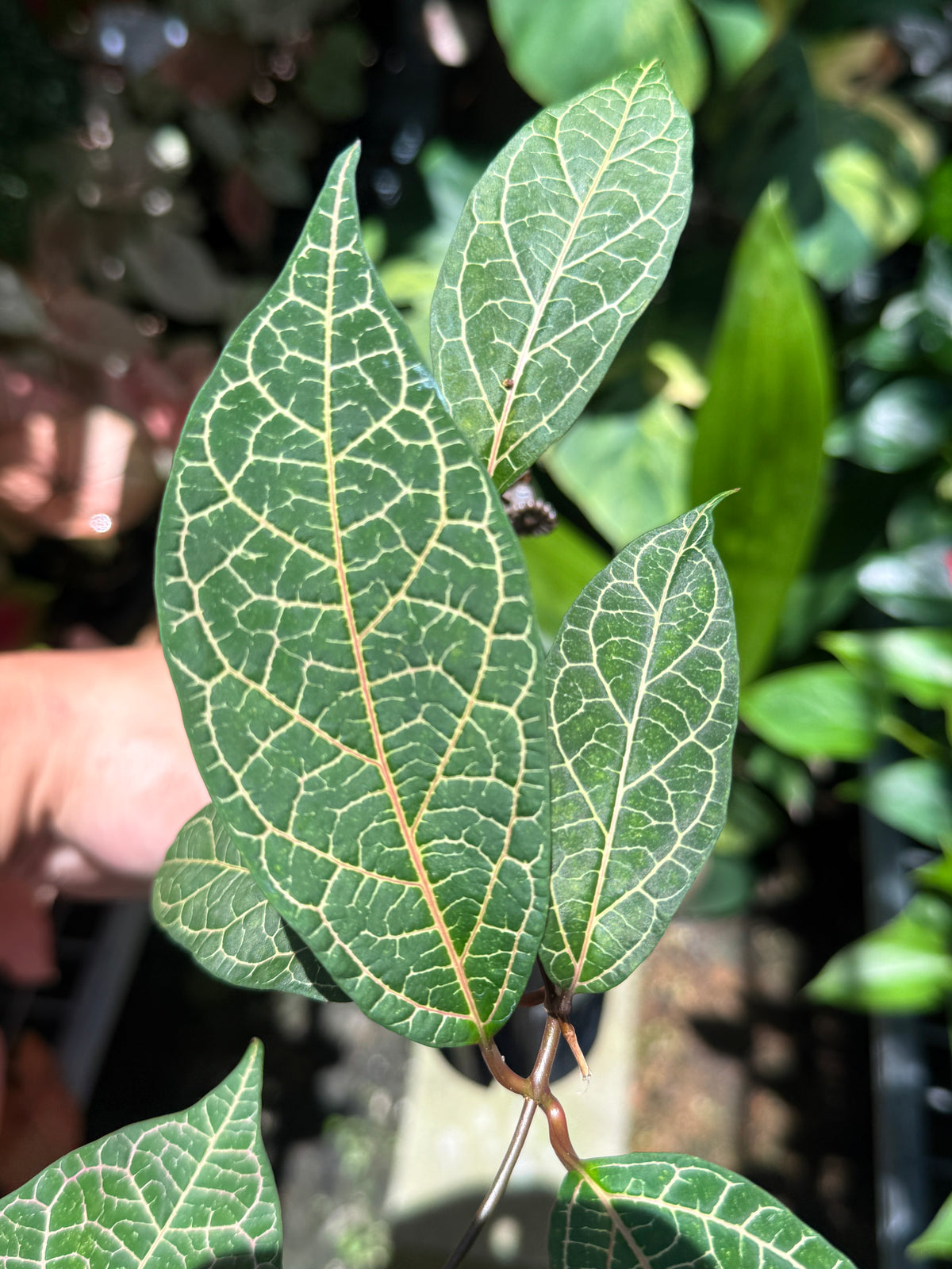 Prestonia Quinquangularis 'Dogbane' N31