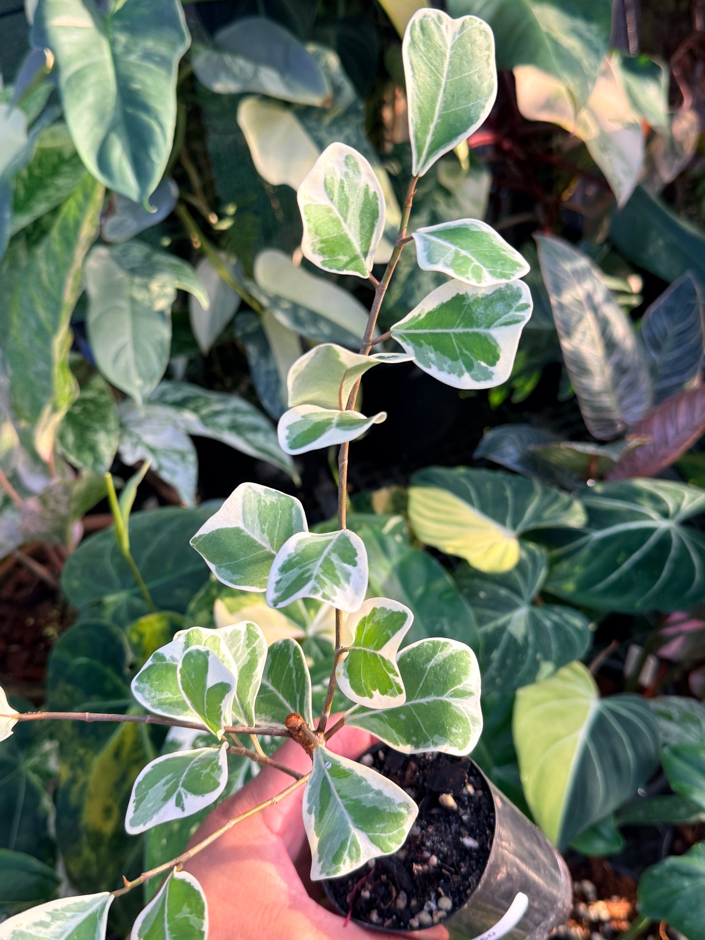 Ficus Triangularis Variegata 'Sweetheart Fig' M60