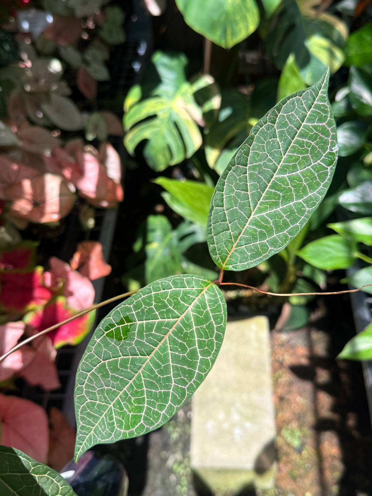 Prestonia Quinquangularis 'Dogbane' N31