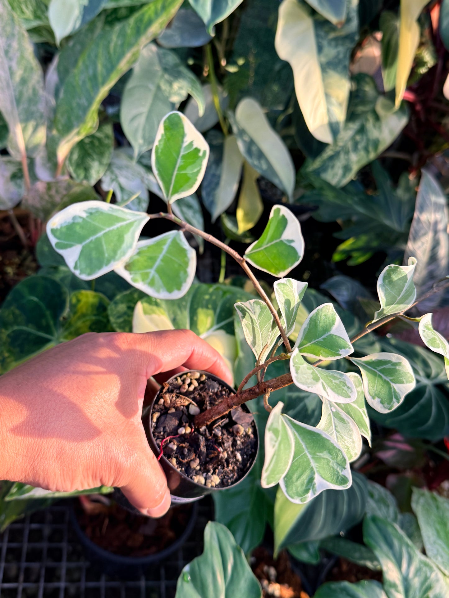 Ficus Triangularis Variegata 'Sweetheart Fig' M60