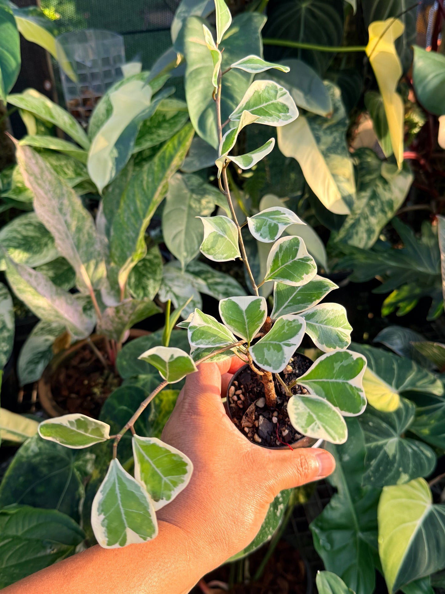 Ficus Triangularis Variegata 'Sweetheart Fig' M60