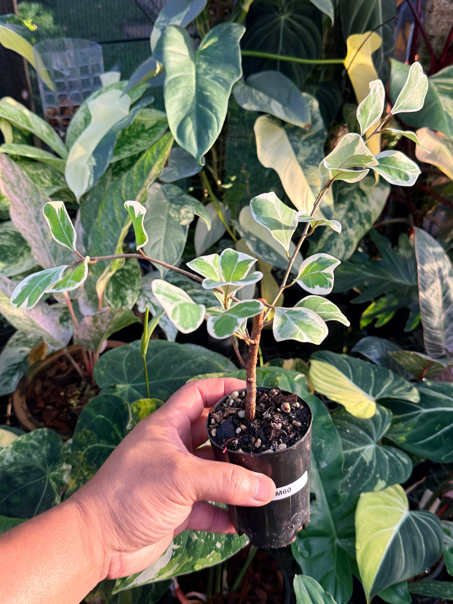 Ficus Triangularis Variegata 'Sweetheart Fig' M60