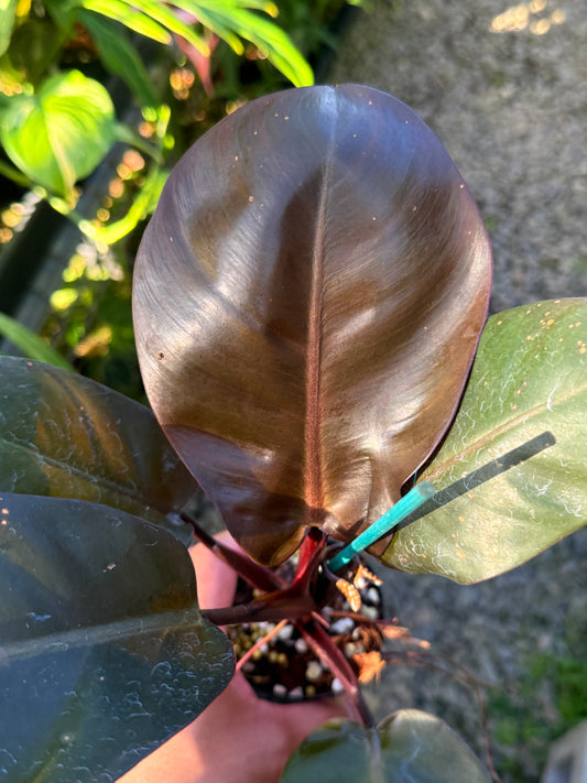 Philodendron 'Red Heart' T5