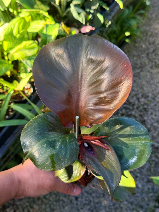 Philodendron 'Red Heart' T6