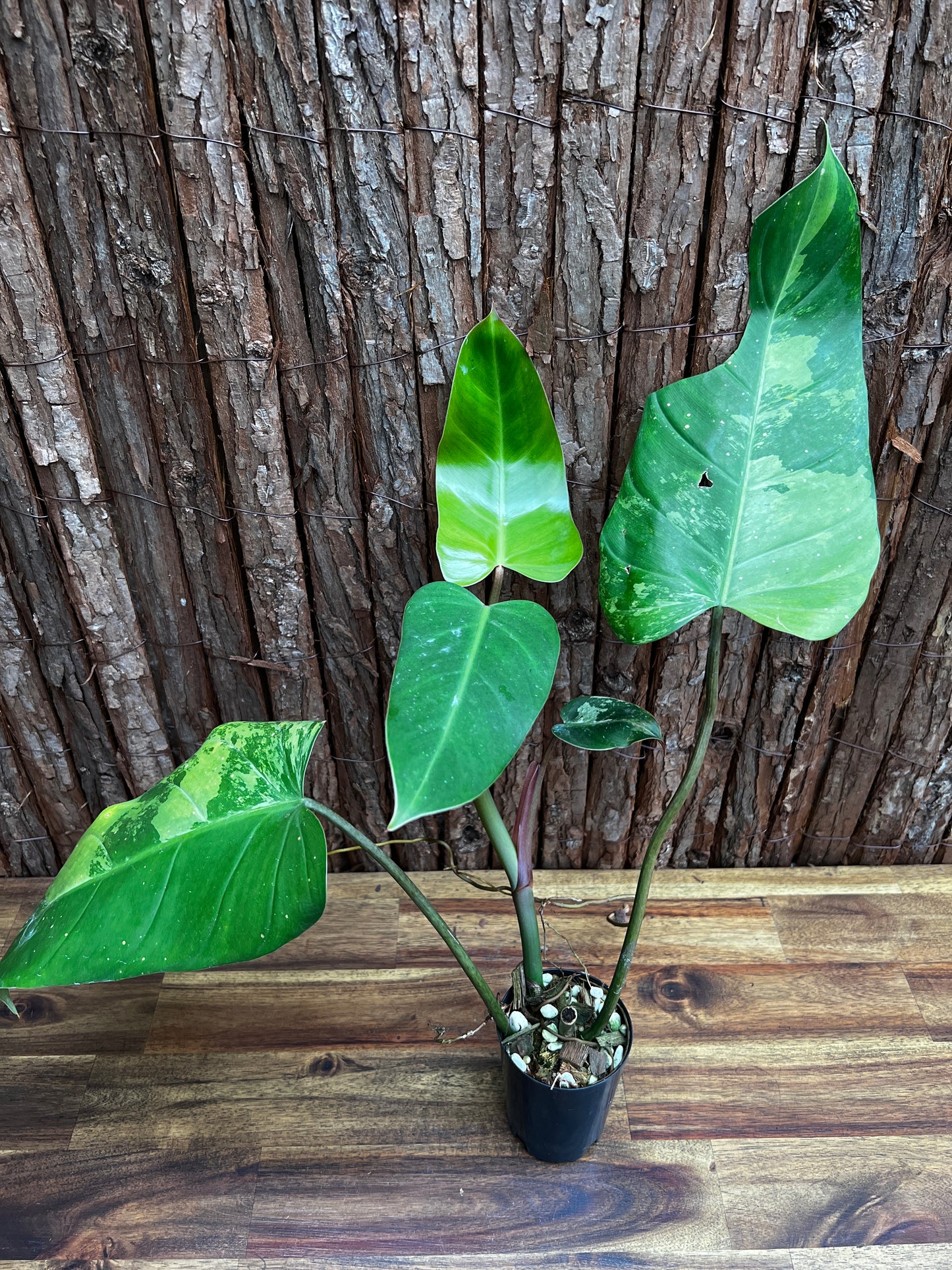 Philodendron Whipple Way - Large NONTC B14