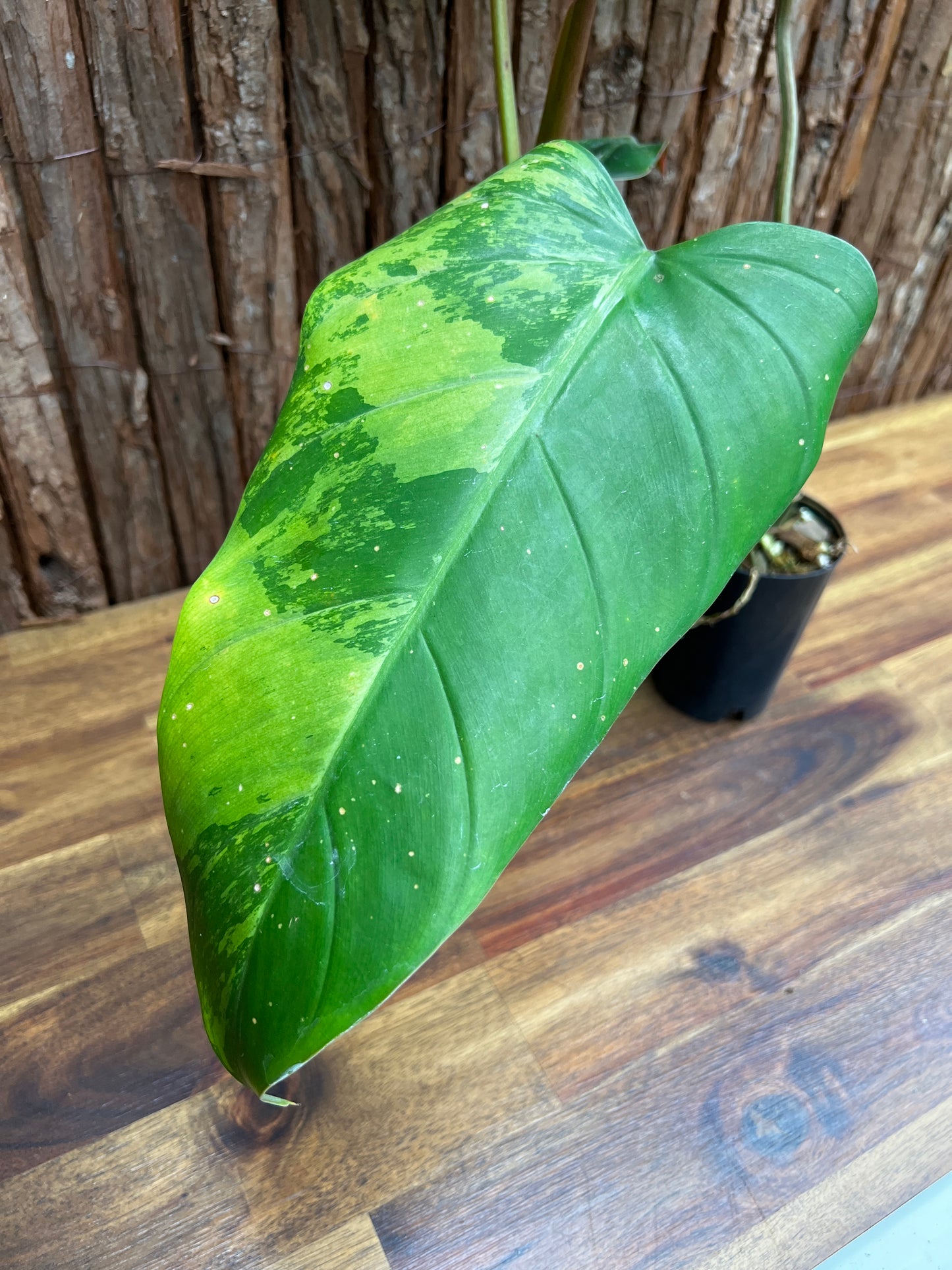 Philodendron Whipple Way - Large NONTC B14