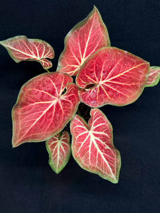 Caladium 'Rich of Thai' H16