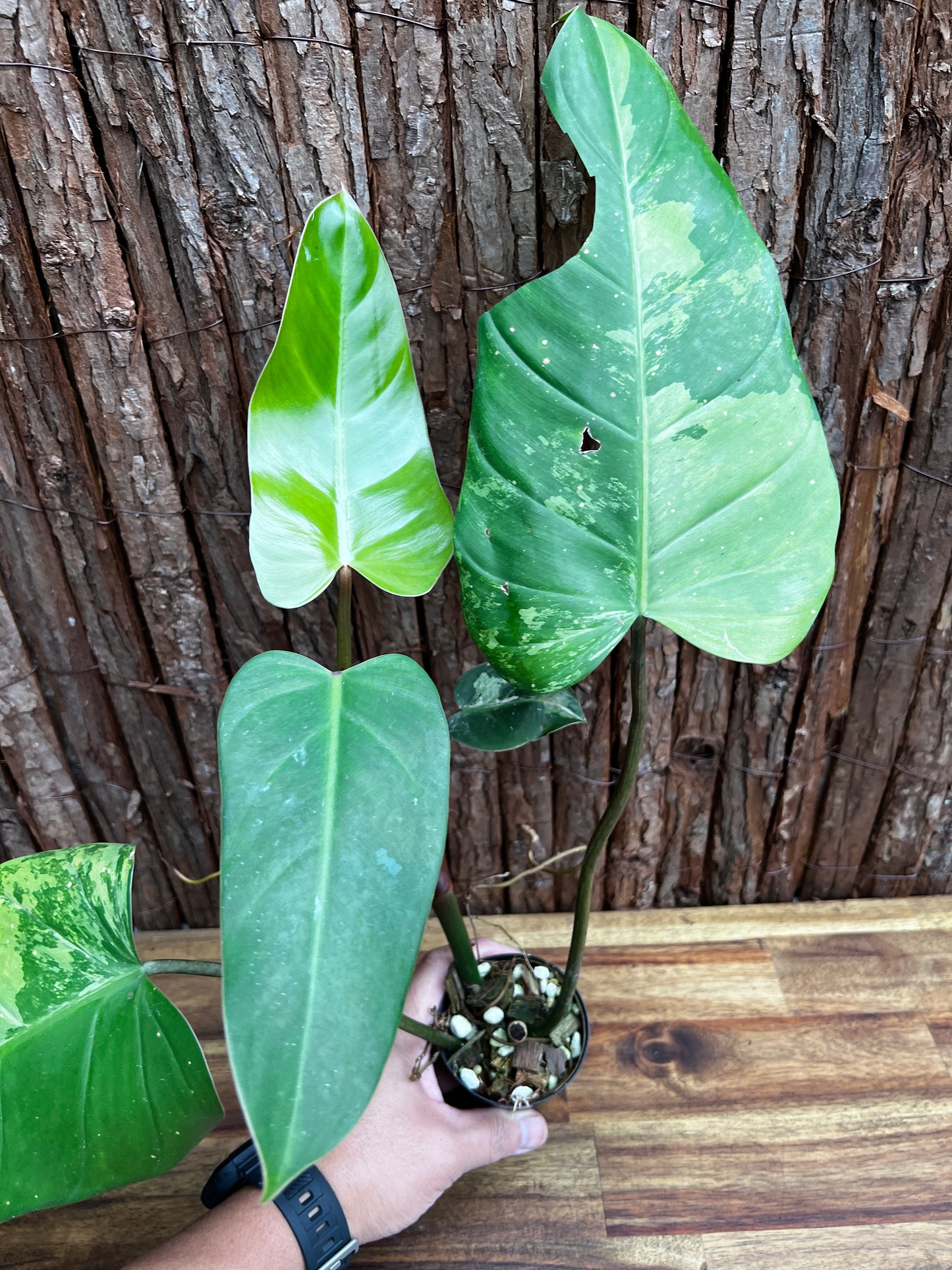 Philodendron Whipple Way - Large NONTC B14