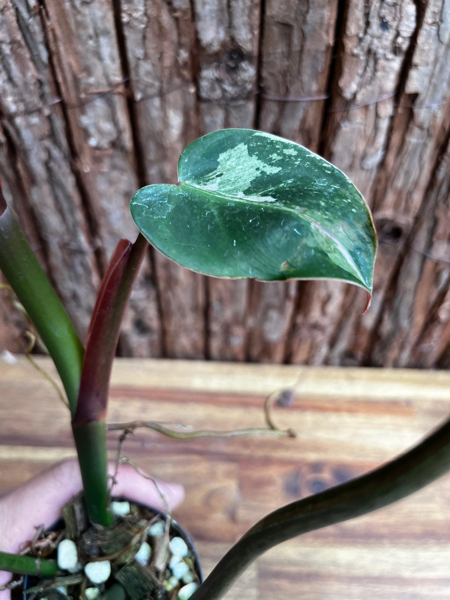 Philodendron Whipple Way - Large NONTC B14