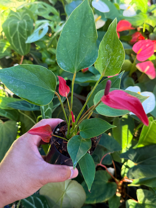 Anthurium 'Banderola Lava' T8