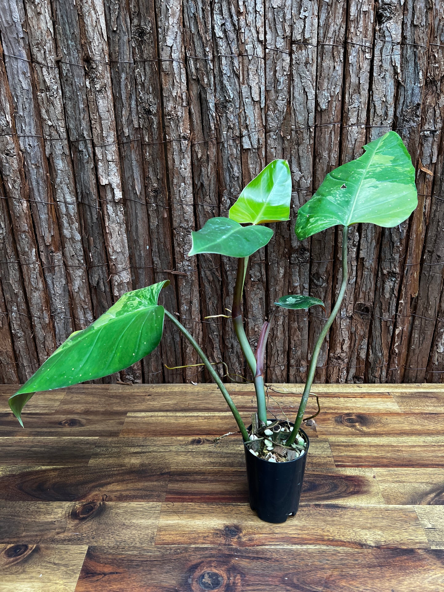 Philodendron Whipple Way - Large NONTC B14