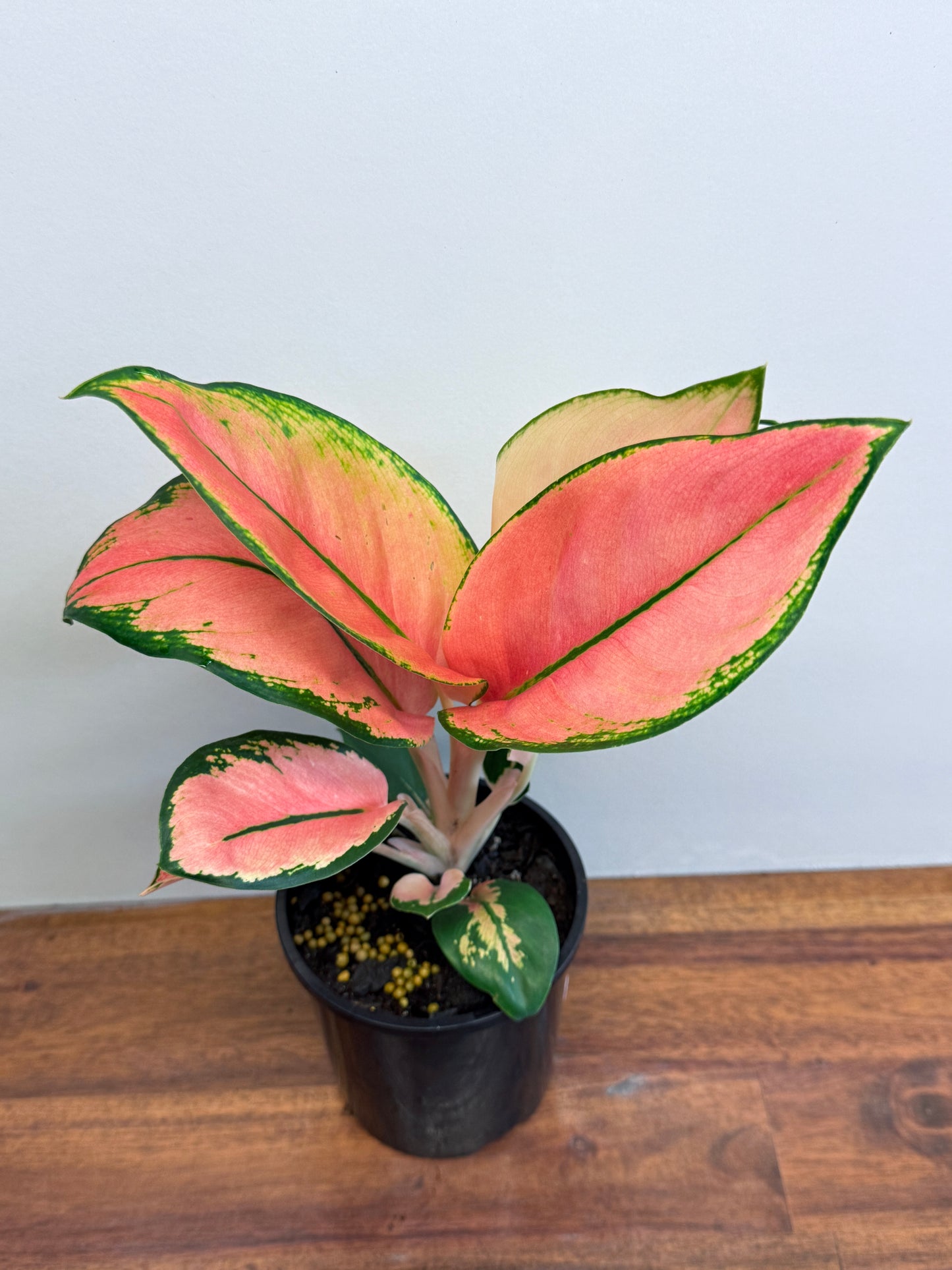 Aglaonema Spitfire L75