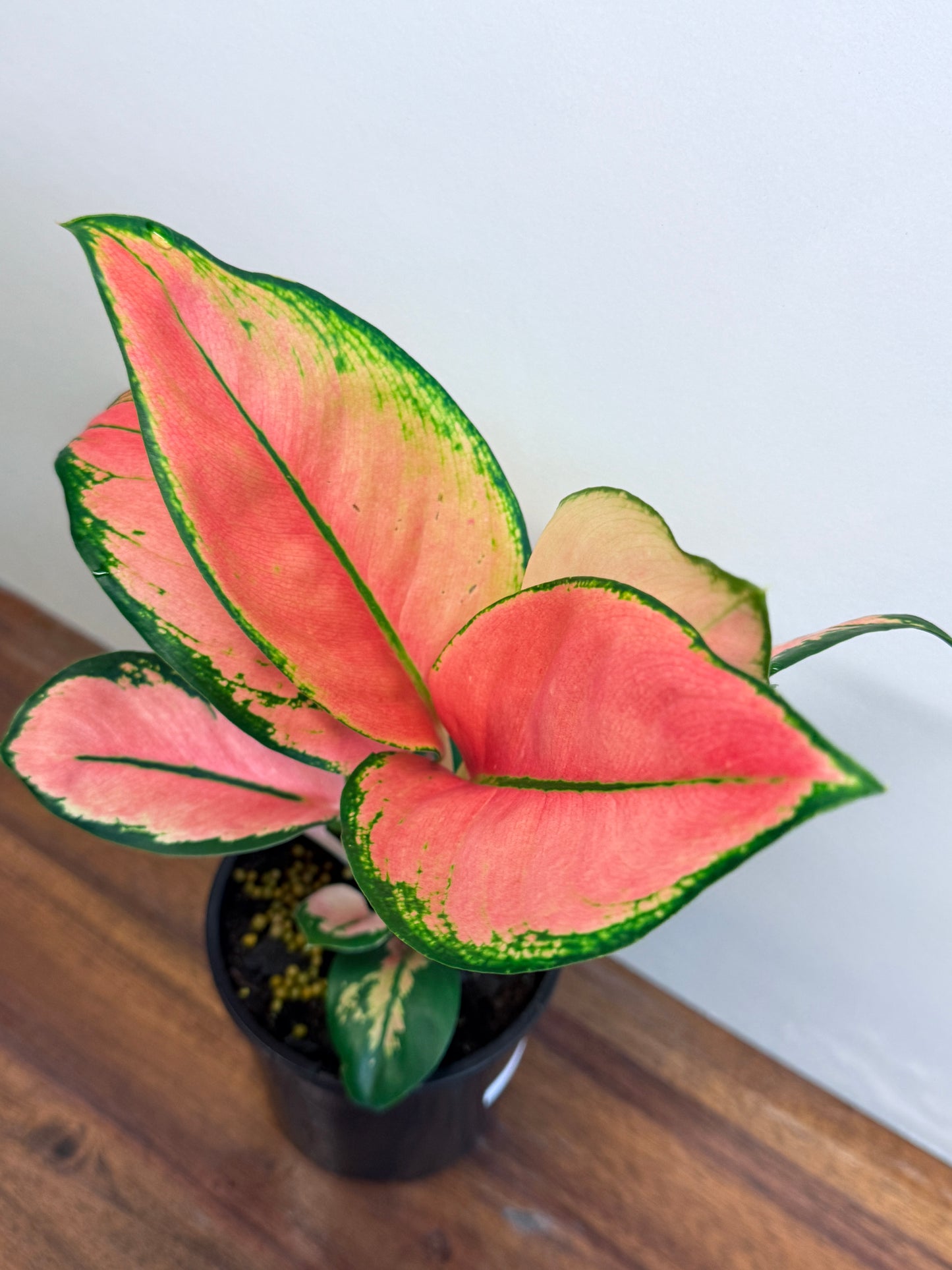 Aglaonema Spitfire L75