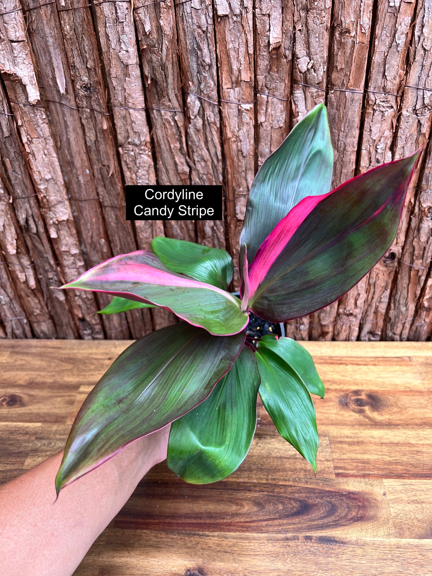 Cordyline Candy Stripe E80