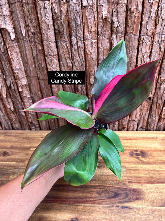 Cordyline Candy Stripe E80