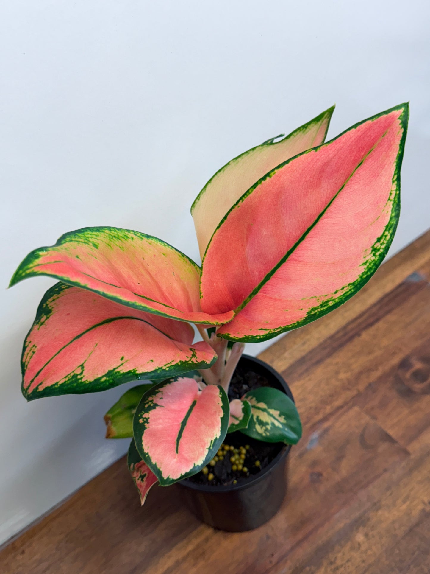 Aglaonema Spitfire L75