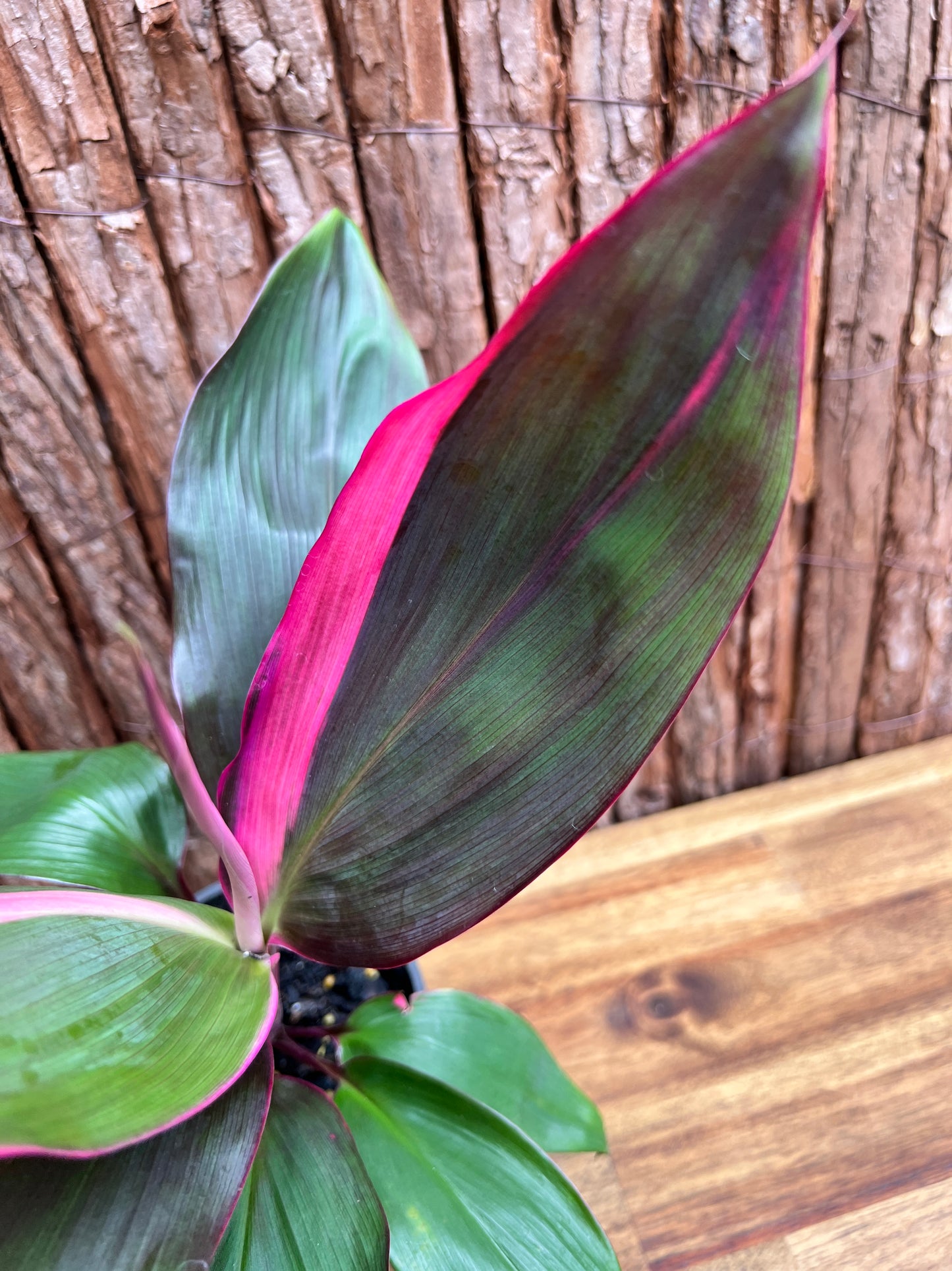 Cordyline Candy Stripe E80