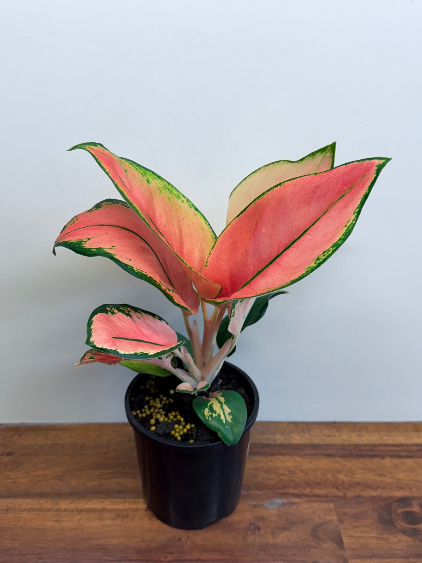 Aglaonema Spitfire L75