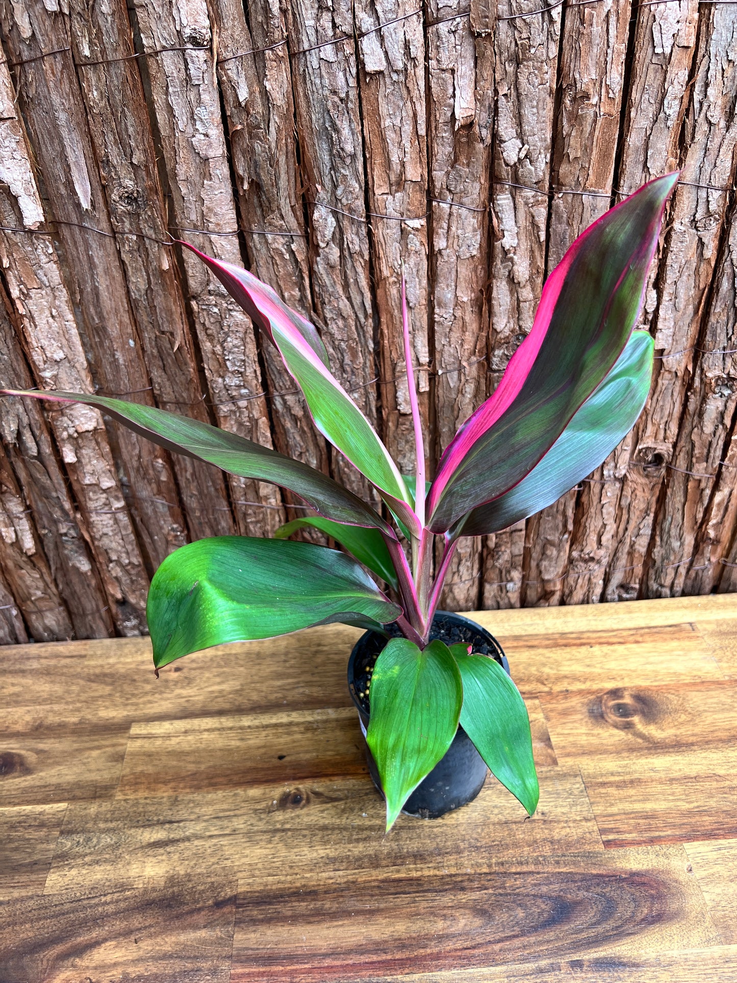 Cordyline Candy Stripe E80