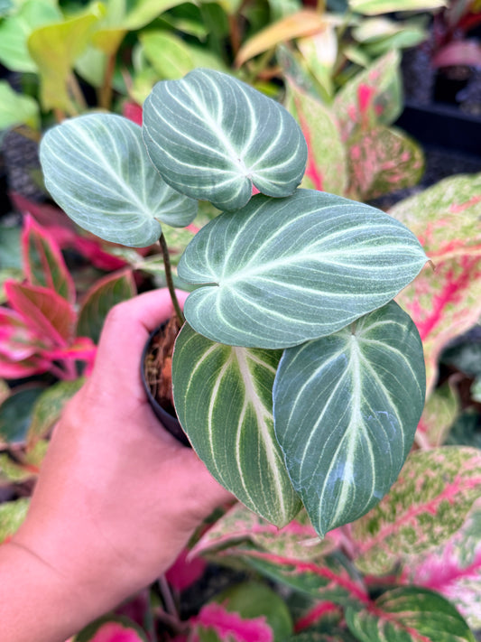 Philodendron 'Tinker Bell' (Miniature Philodendron) M82