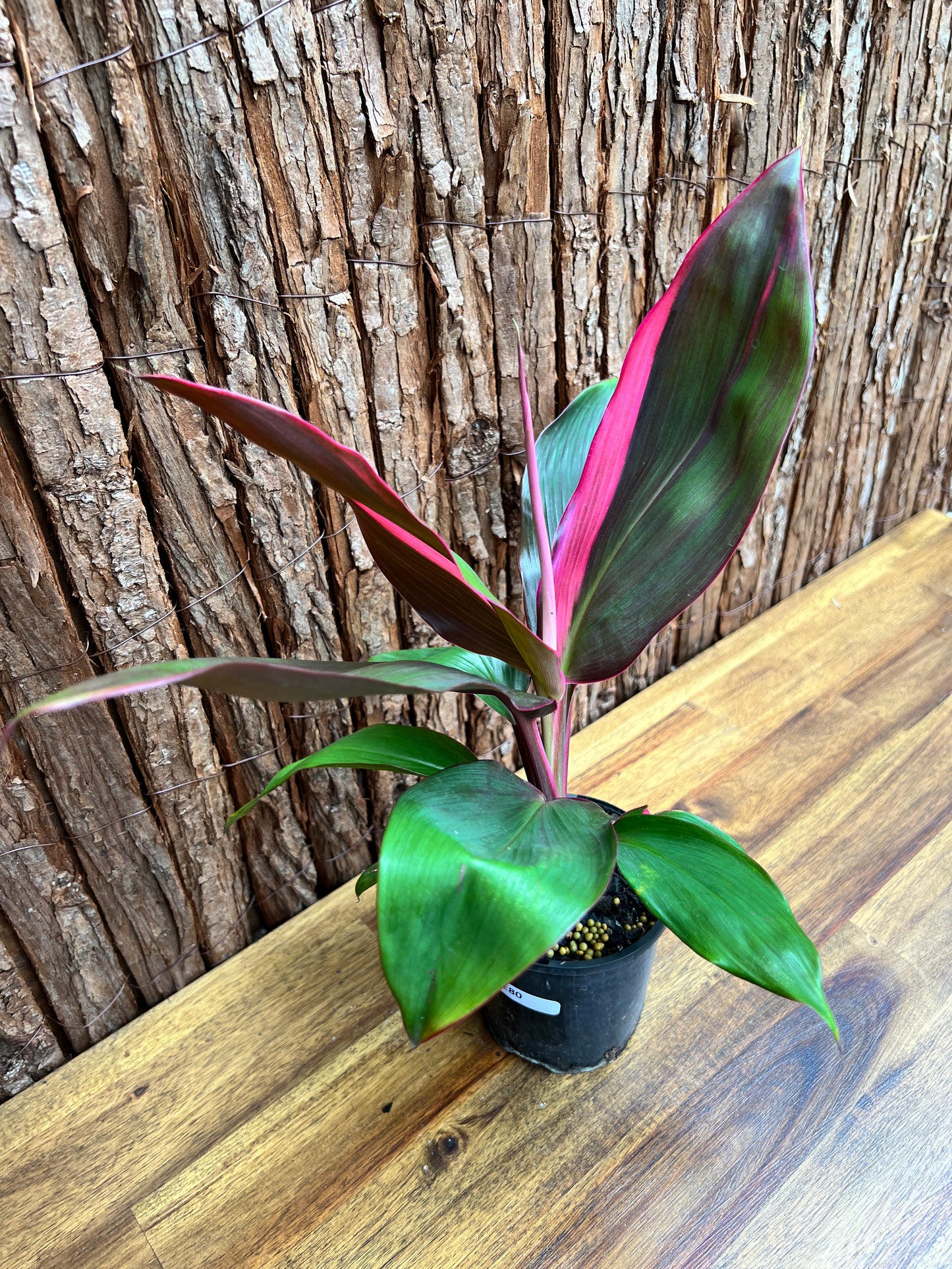 Cordyline Candy Stripe E80