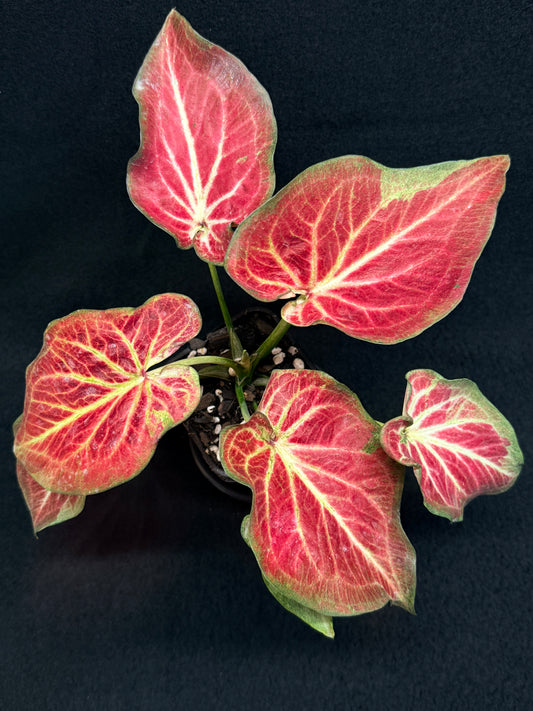 Caladium 'Rich of Thai' H20