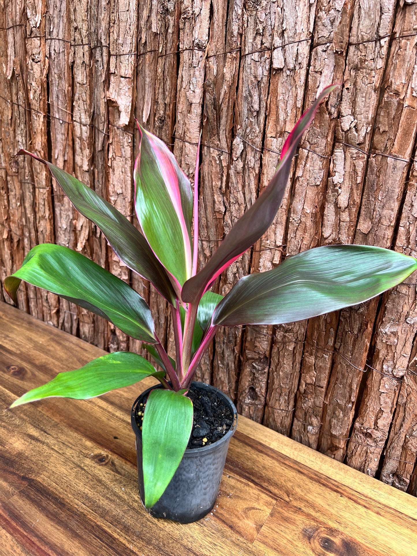 Cordyline Candy Stripe E80