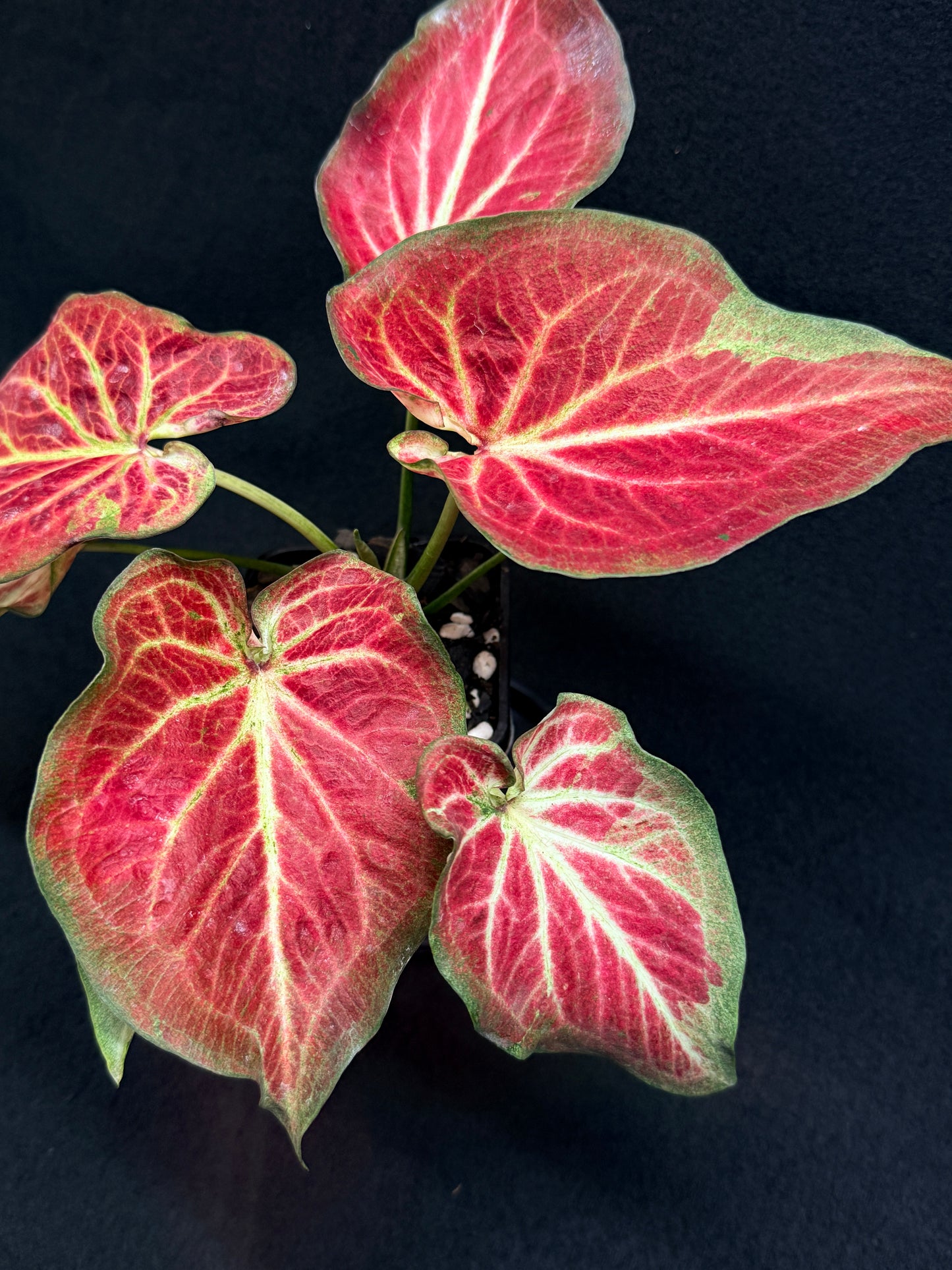 Caladium 'Rich of Thai' H20