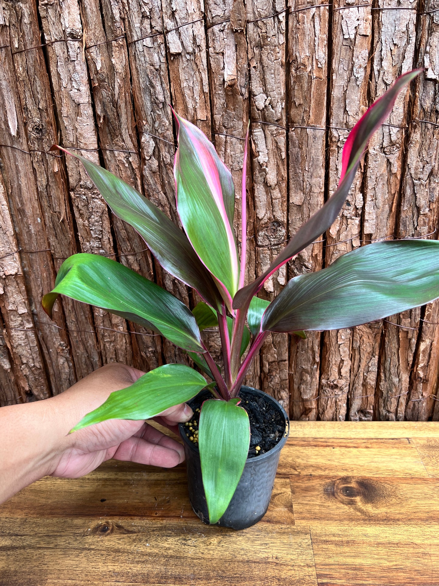 Cordyline Candy Stripe E80