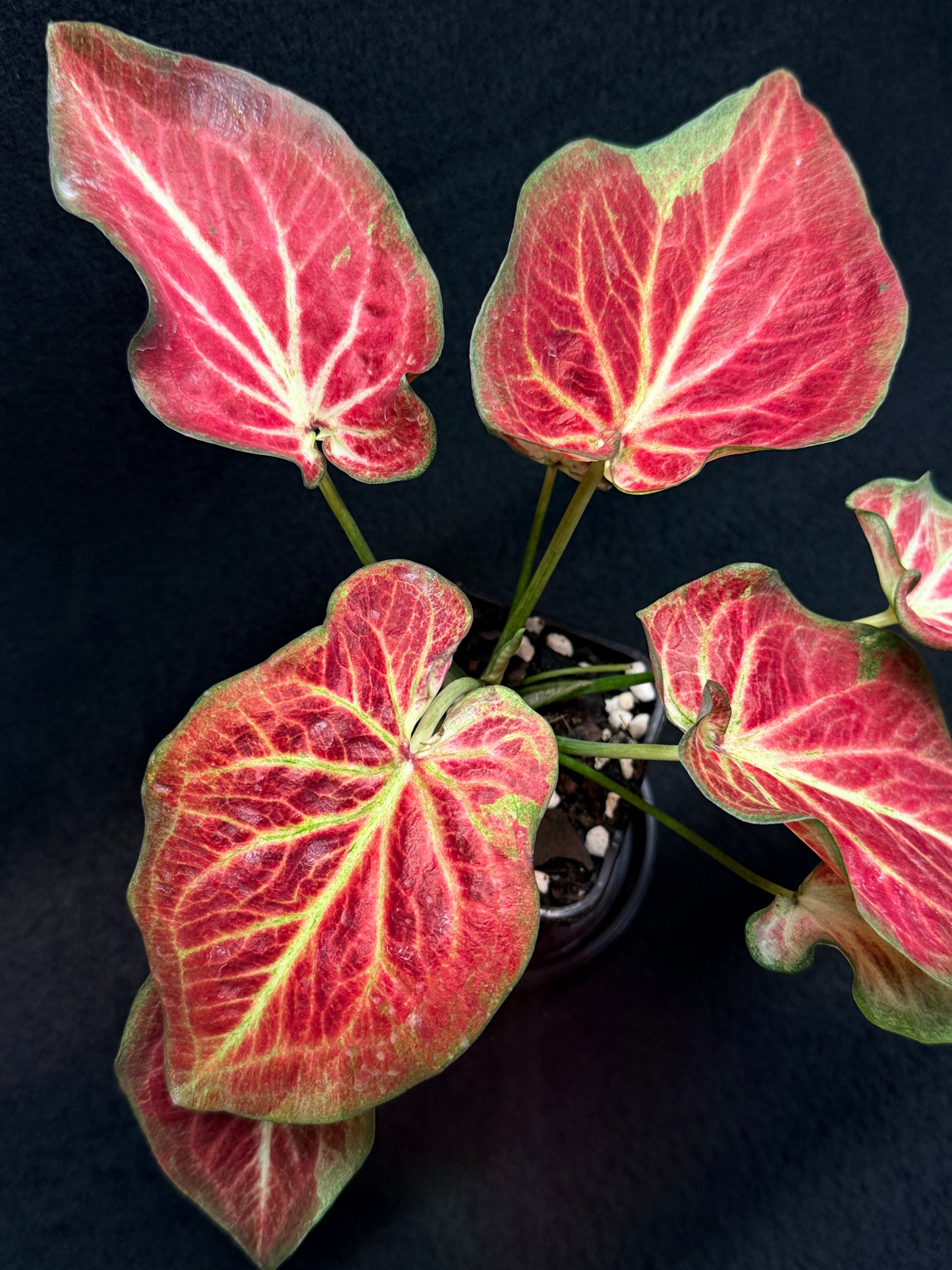 Caladium 'Rich of Thai' H20