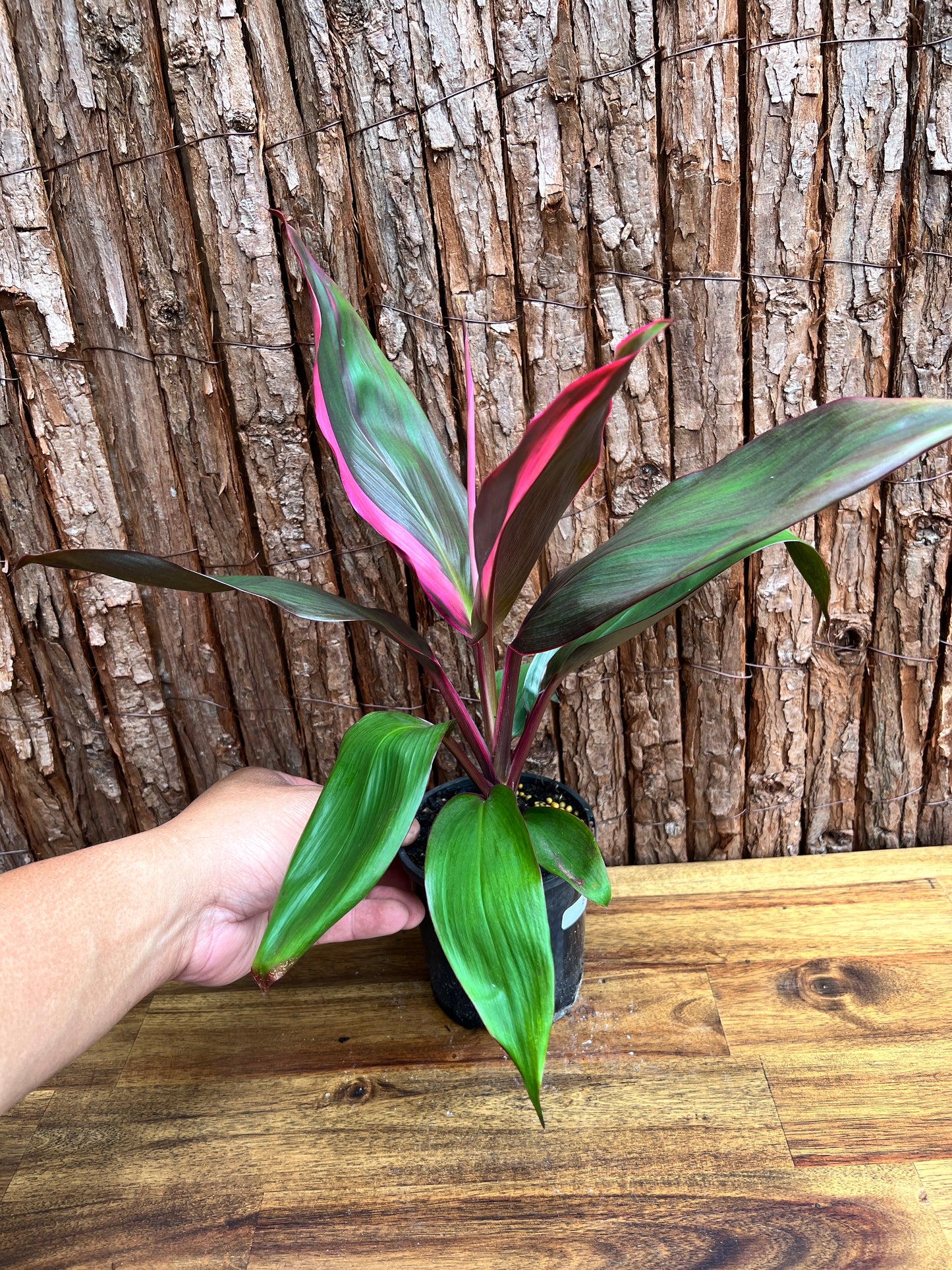 Cordyline Candy Stripe E80