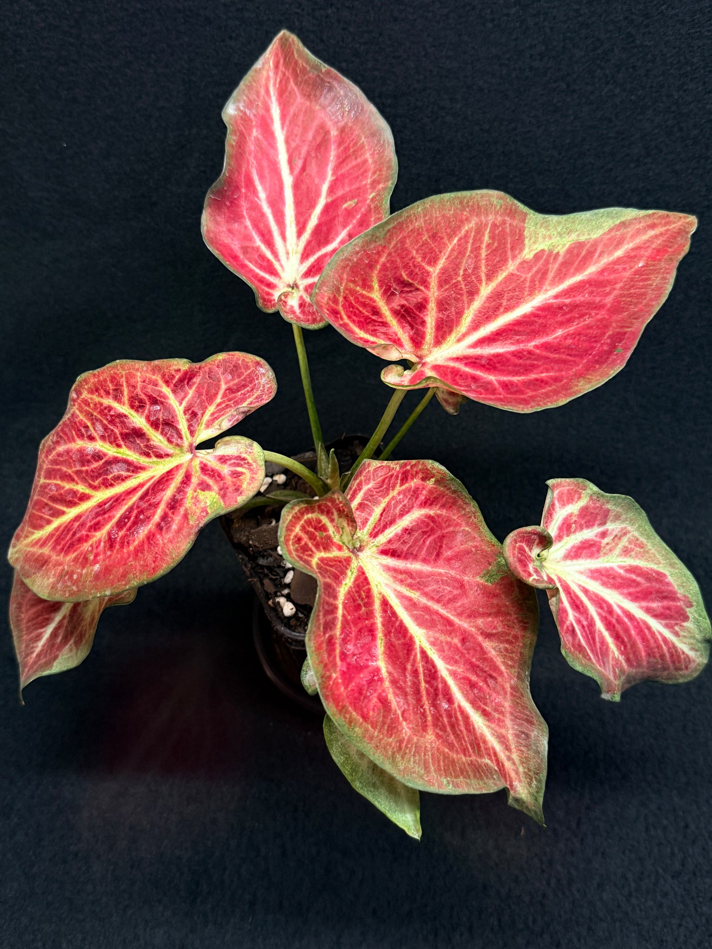 Caladium 'Rich of Thai' H20