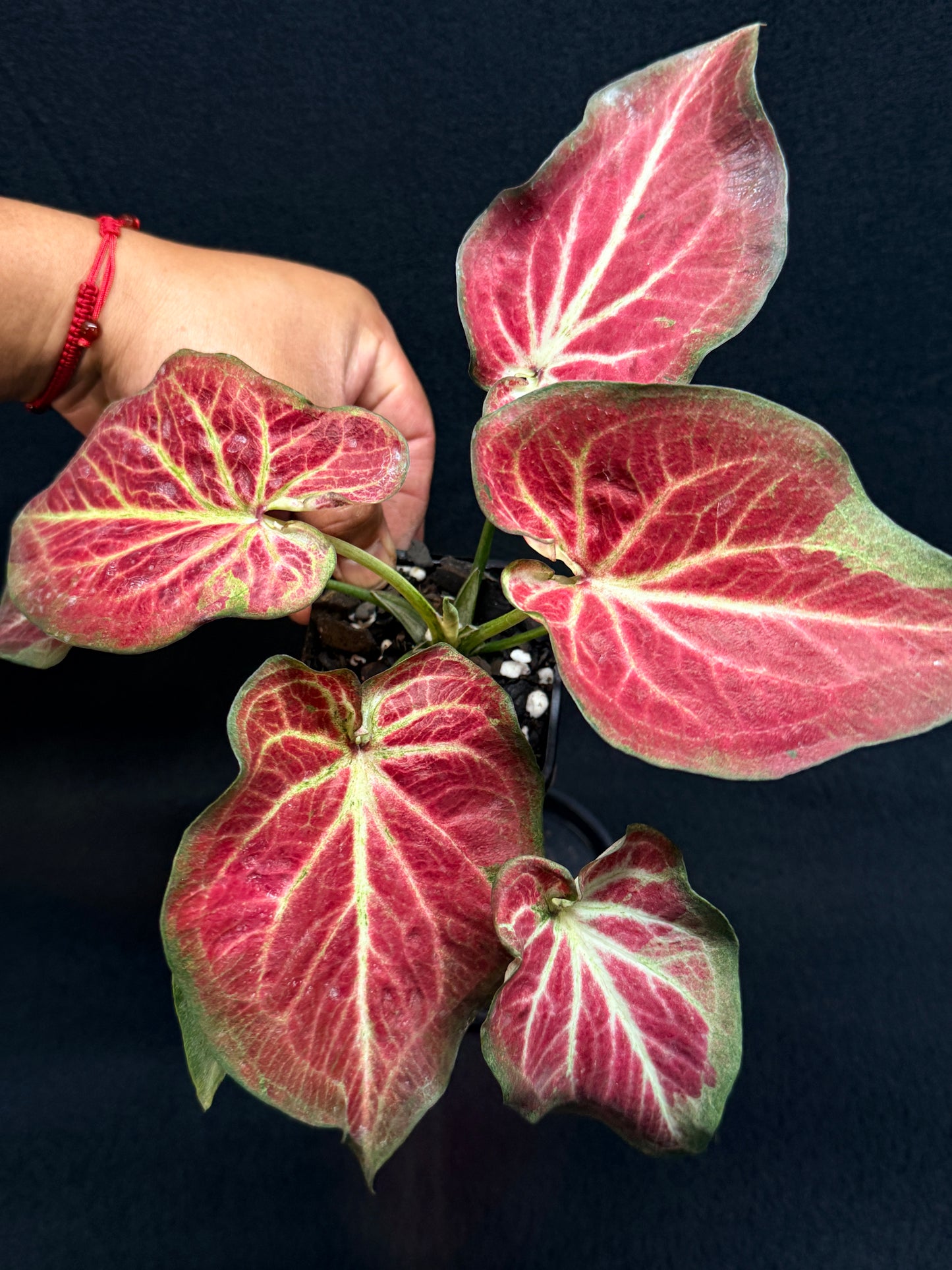 Caladium 'Rich of Thai' H20