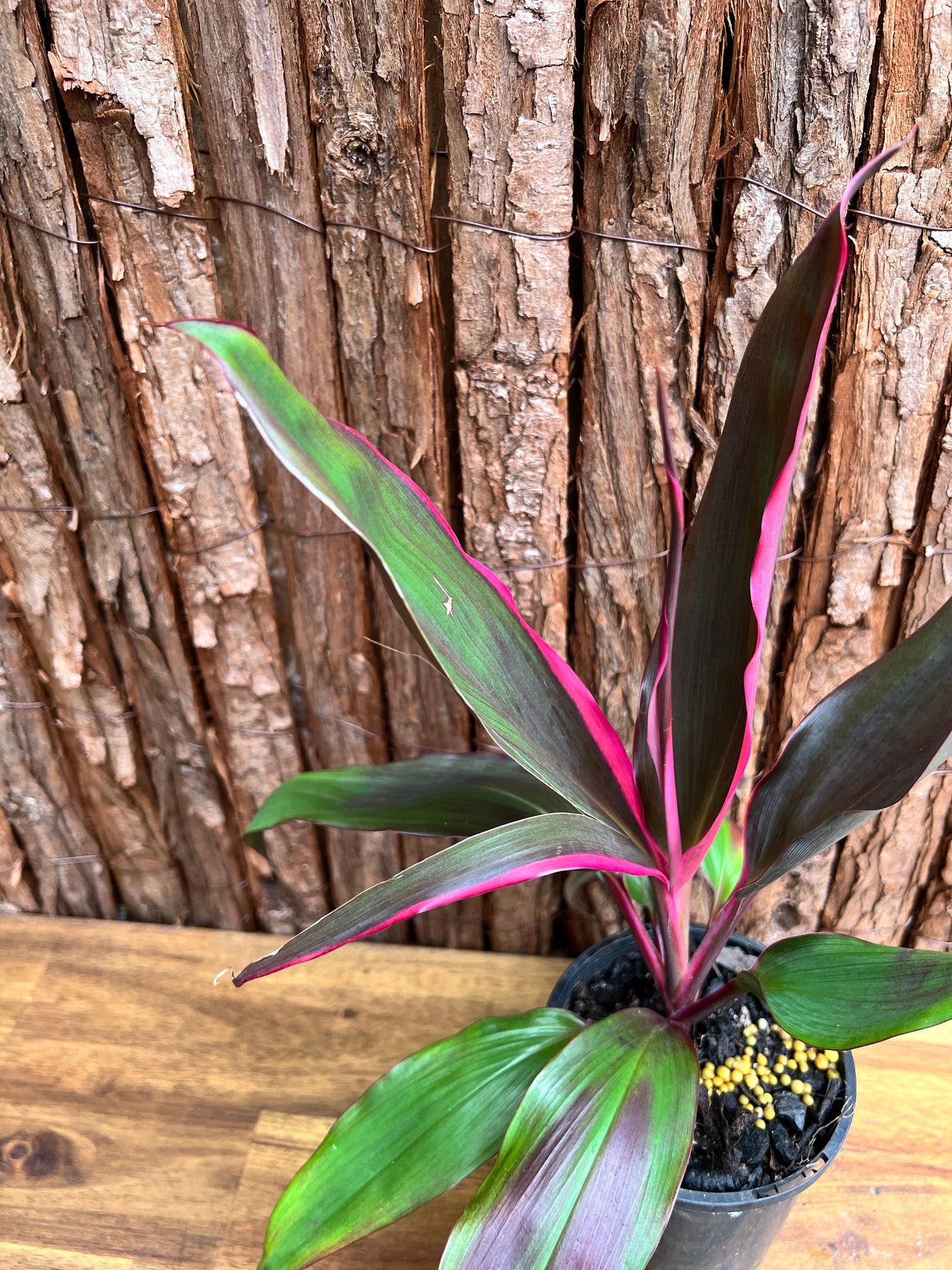 Cordyline Candy Stripe E81