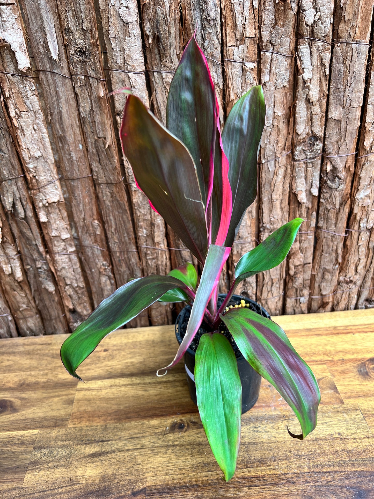 Cordyline Candy Stripe E81