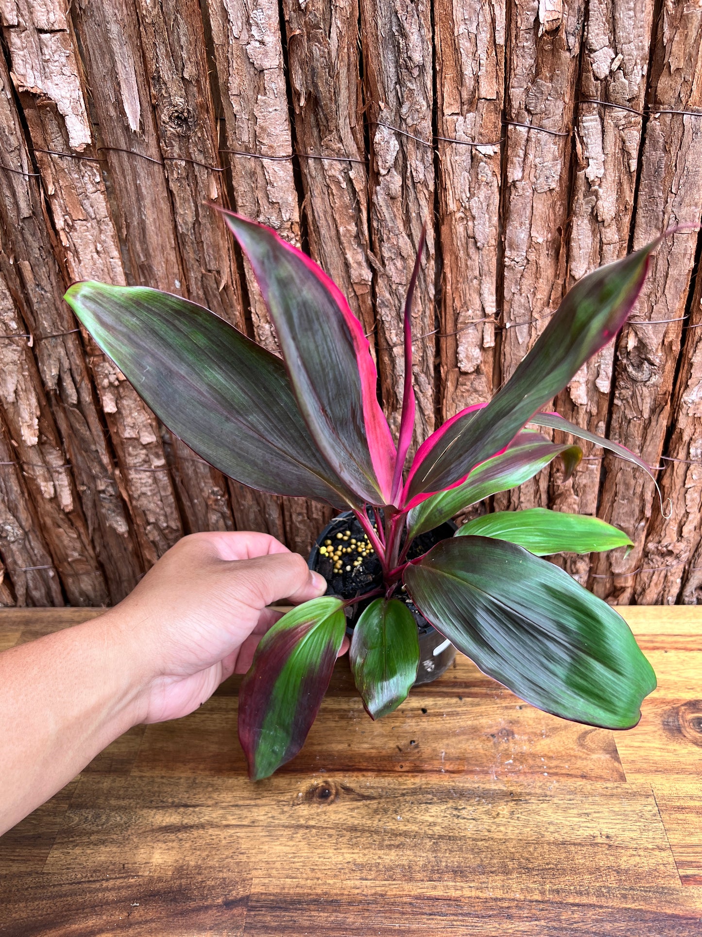 Cordyline Candy Stripe E81