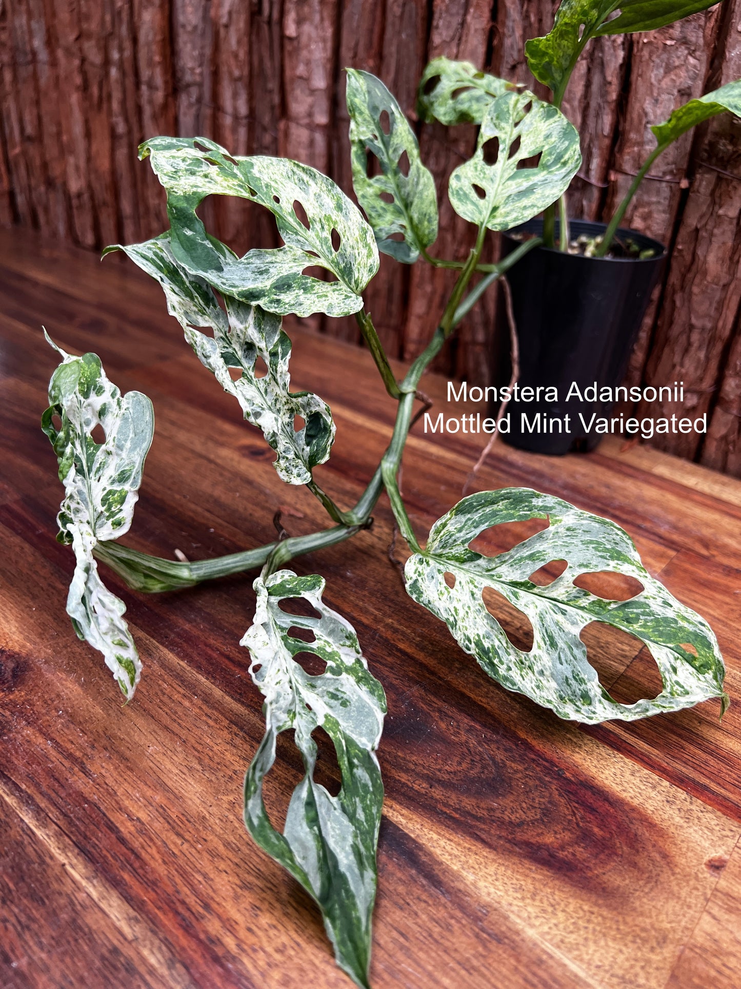 Monstera adansoni Mottled Mint