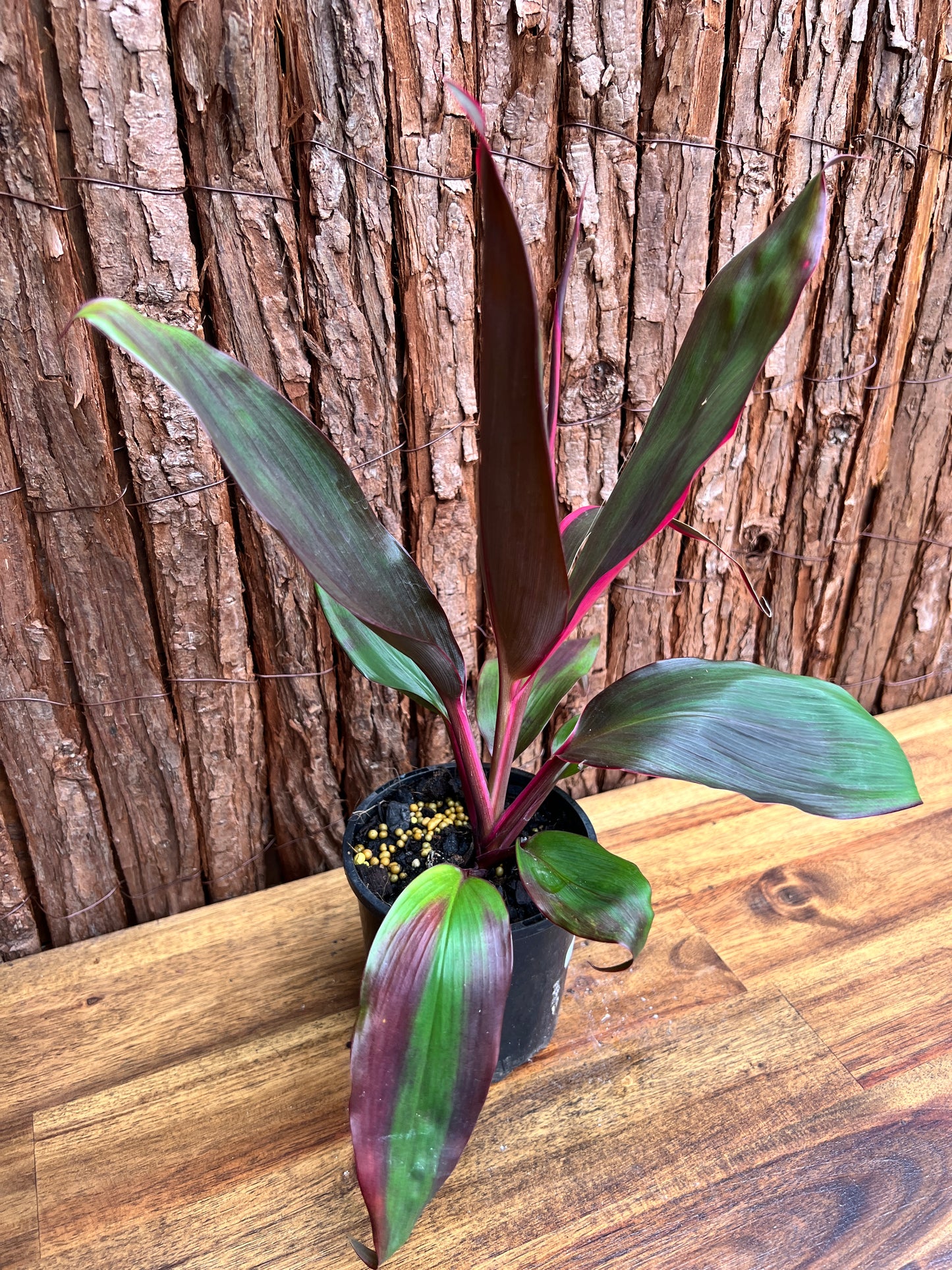 Cordyline Candy Stripe E81