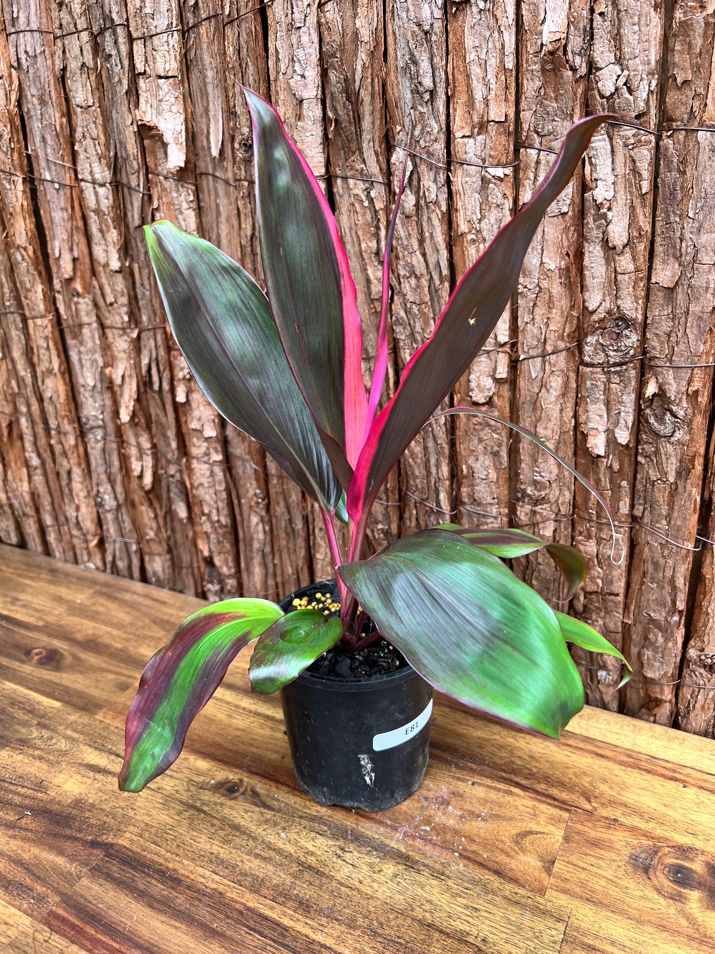 Cordyline Candy Stripe E81