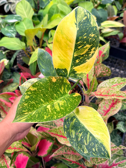 Philodendron 'Green Congo Nuclear' M77