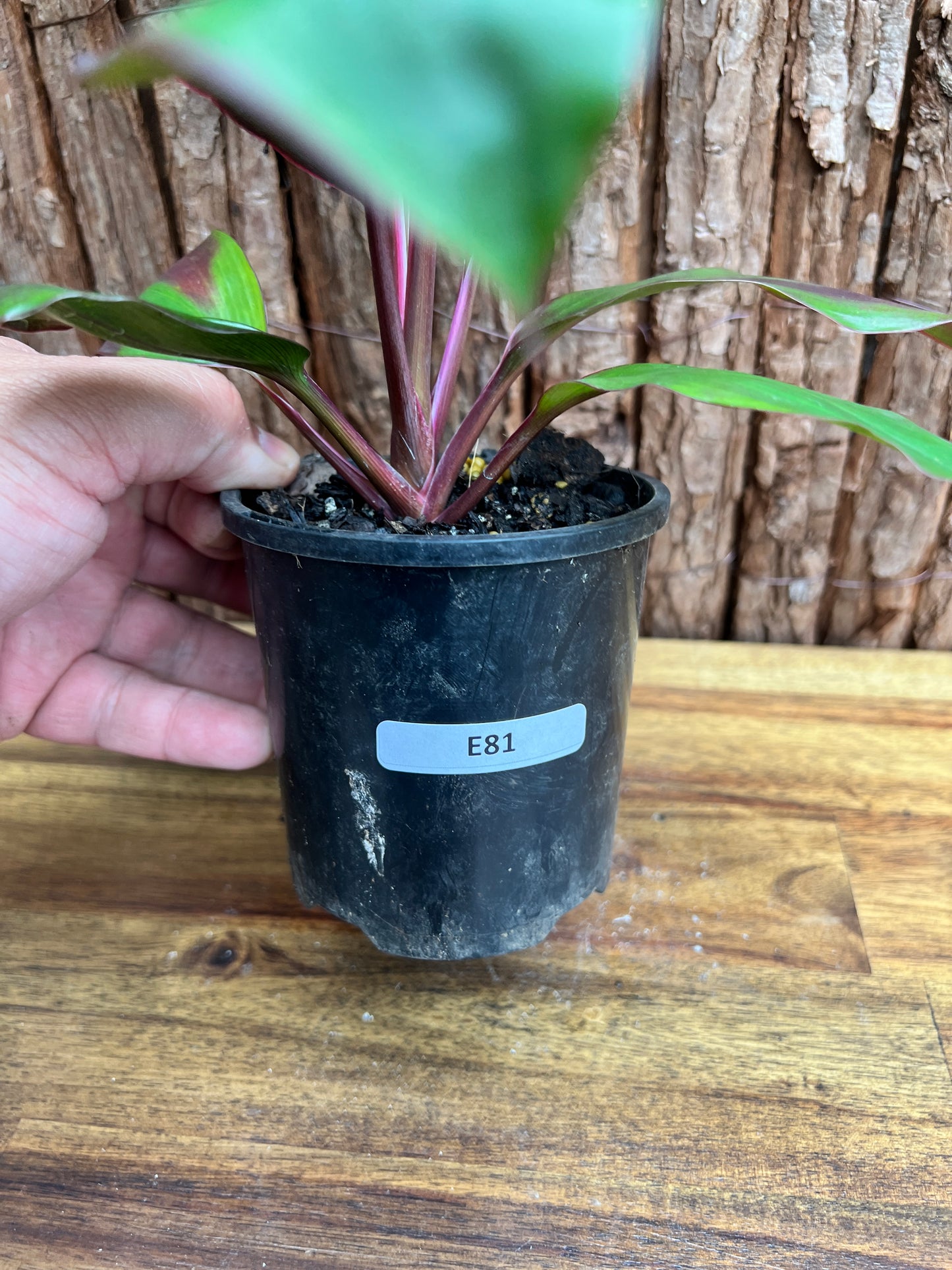 Cordyline Candy Stripe E81