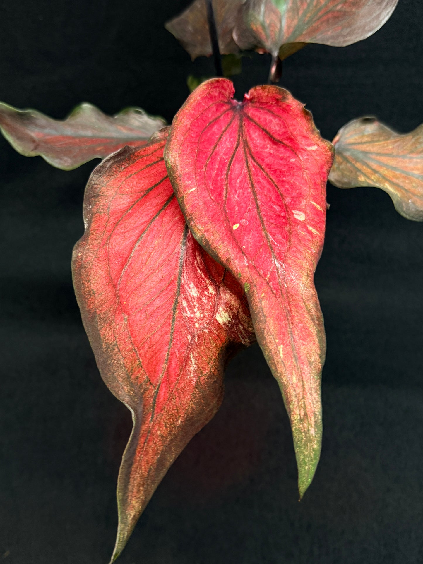 Caladium Hybrid G82