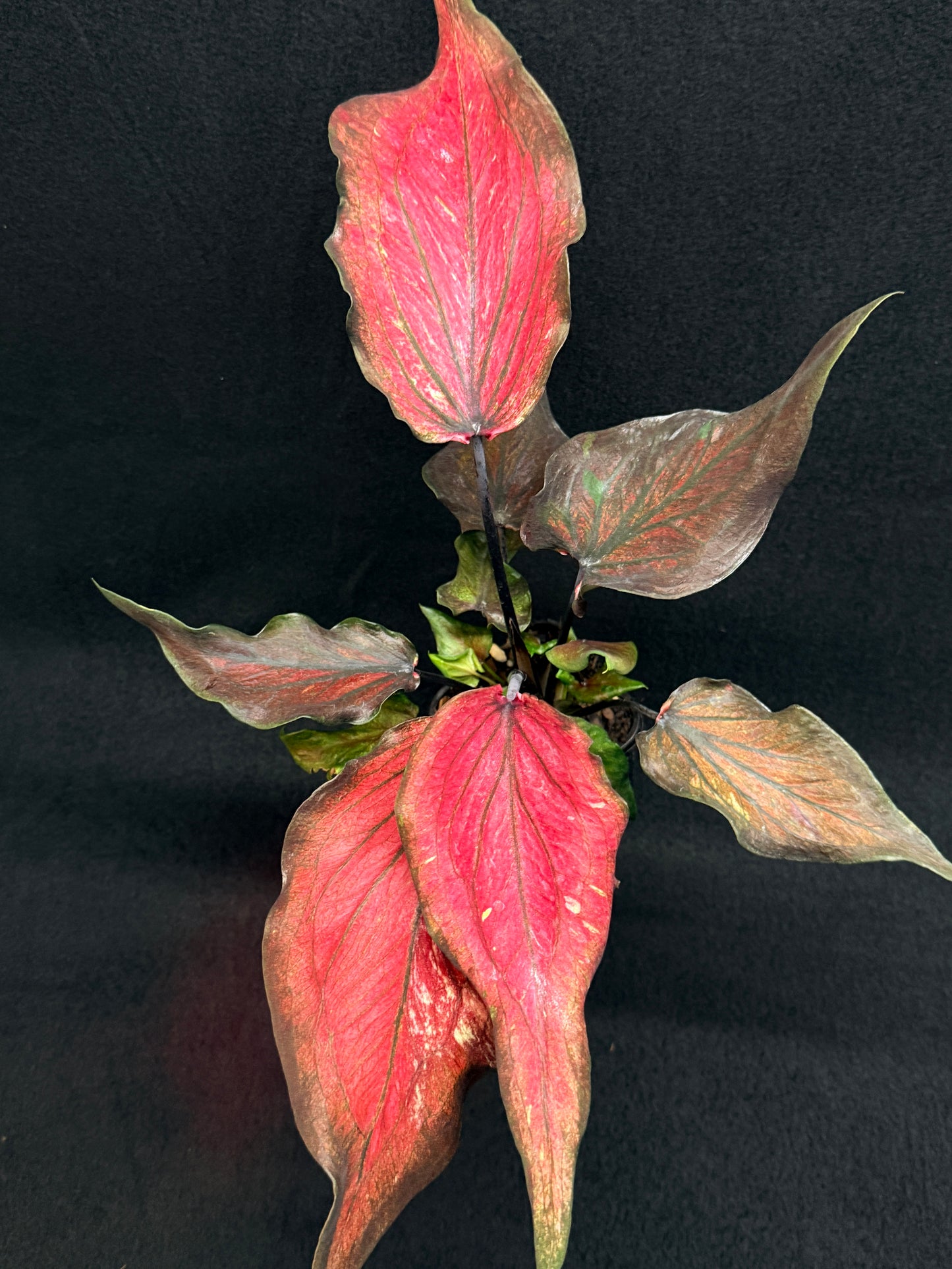 Caladium Hybrid G82