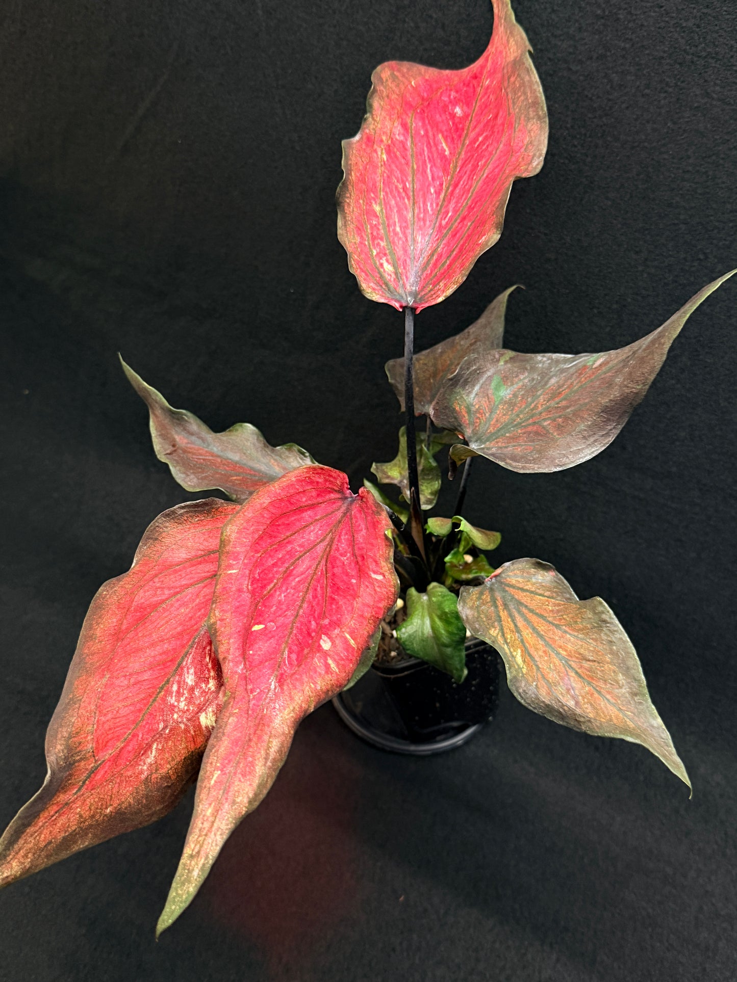 Caladium Hybrid G82