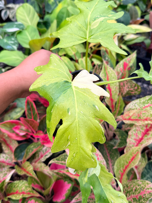 Philodendron 'Warscewiczii Variegated' M78