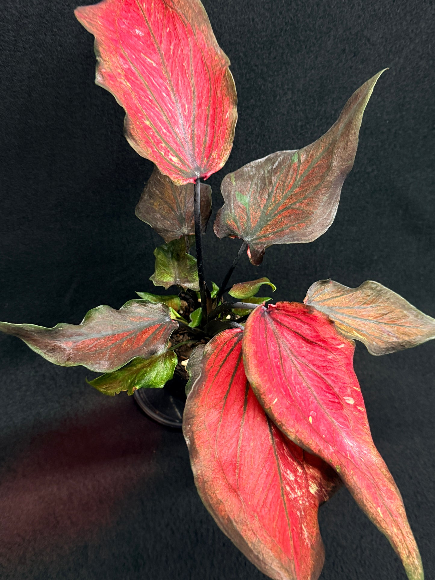 Caladium Hybrid G82