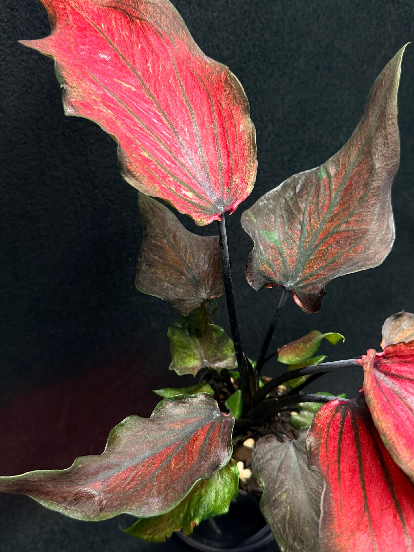Caladium Hybrid G82